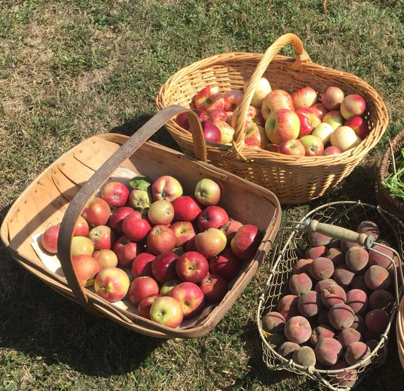 Cueillete pommes