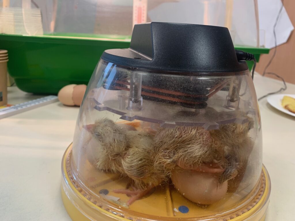 poussins en maternelle