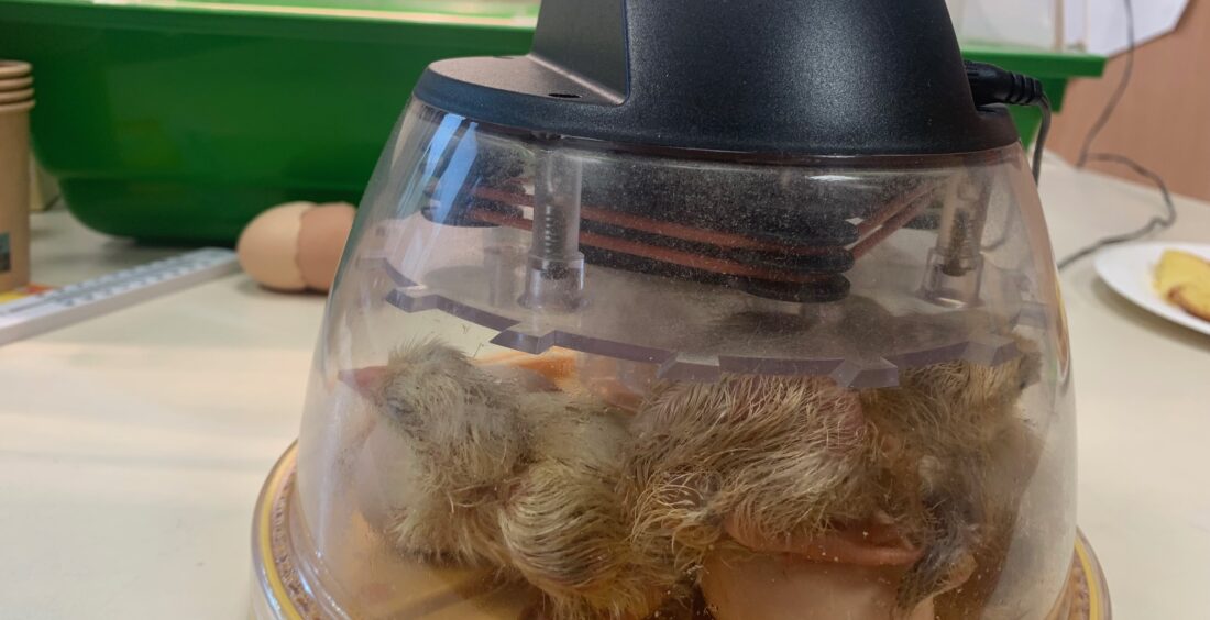 poussins en maternelle